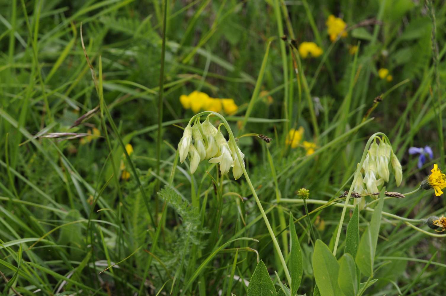 Lathyrus laevigatus subsp. occidentalis